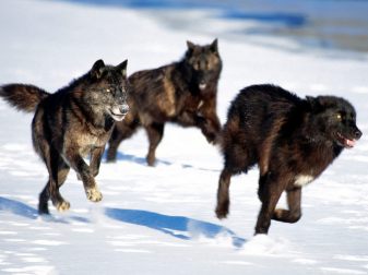 black-wolf-pack